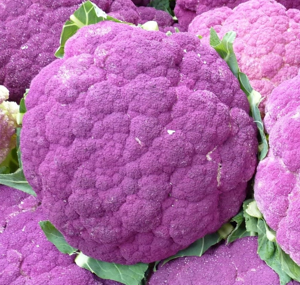 Cauliflower Sicilian Violet - ohio heirloom seeds
