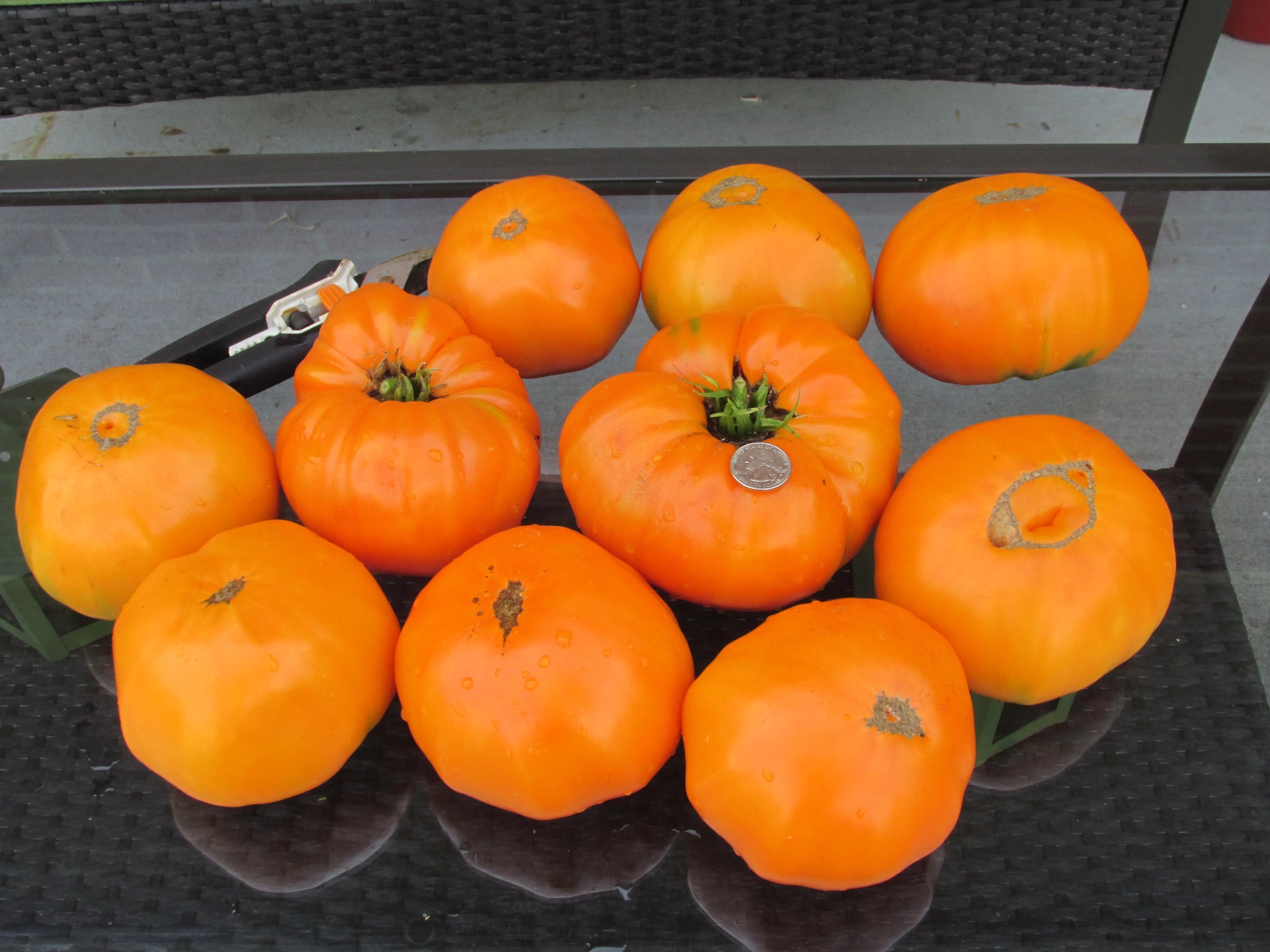 (Orange) Kentucky Beefsteak Tomato - ohio heirloom seeds