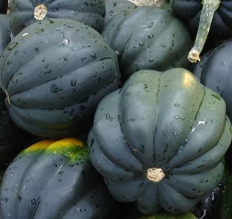 Table Queen Acorn Squash - 40+ seeds