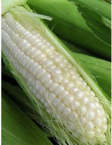 Silver Queen Corn - 50+ seeds
