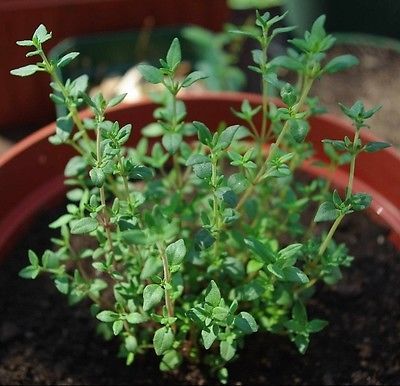 Thyme(Common) - ohio heirloom seeds