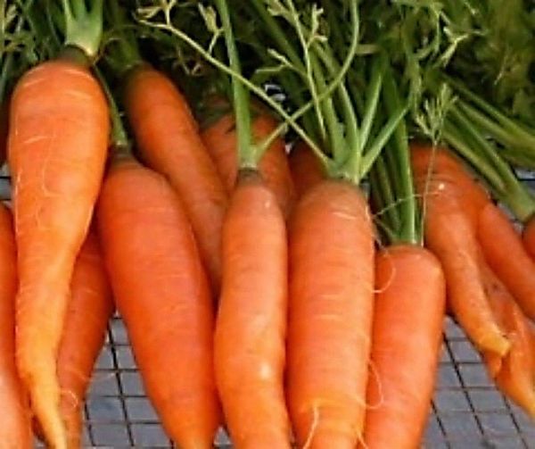 Touchon Carrot - ohio heirloom seeds