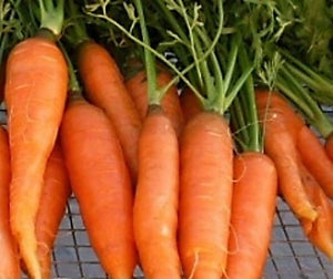 Touchon Carrot - ohio heirloom seeds