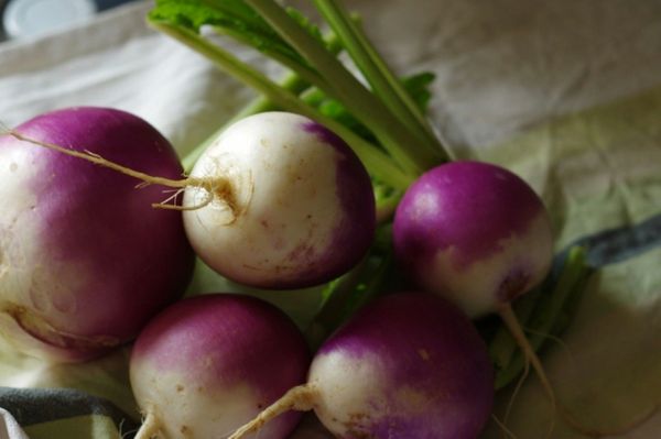 Turnip - Purple Top White Globe - ohio heirloom seeds