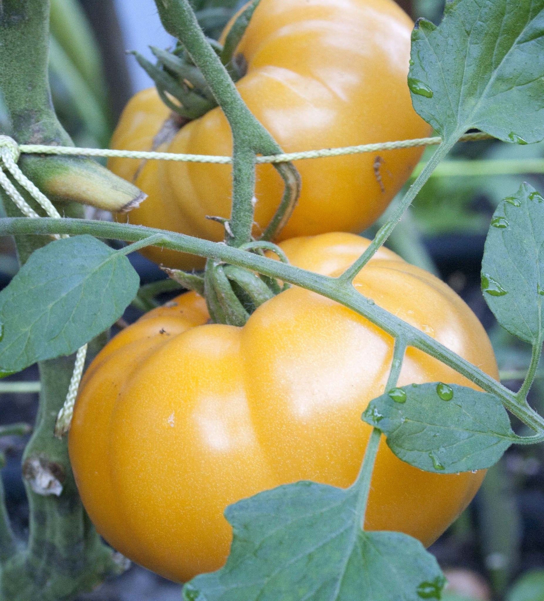 Yellow Brandywine Tomato - ohio heirloom seeds