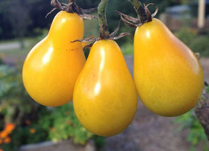 Yellow Pear Tomato - ohio heirloom seeds